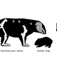 Illustration for article titled Australia Once Had Giant Marsupials With Scimitar-Like Claws and Extremely Freaky Elbows
